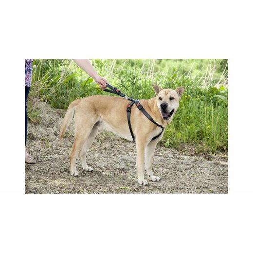 Auto-Sicherheitsgeschirr / Hundegurt - XS