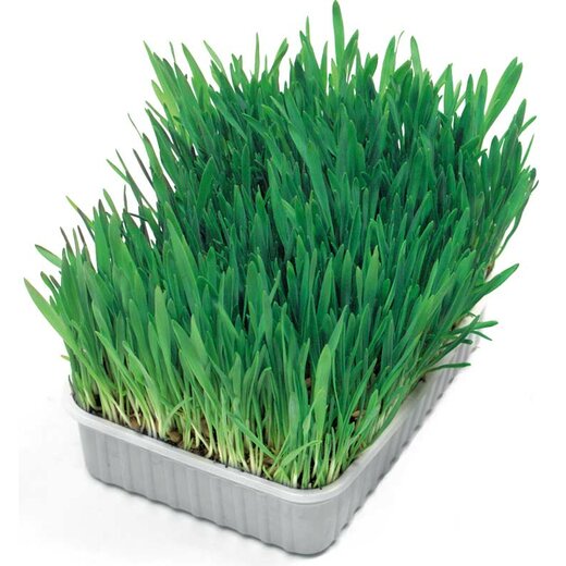 Katzengras 100g