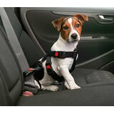 Auto Hundegurt