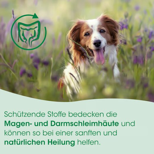 cdVet Magenschutz